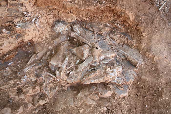 denizlide-9-milyon-yil-oncesine-ait-oklu-kirpi-ve-kus-fosili-bulundu-3