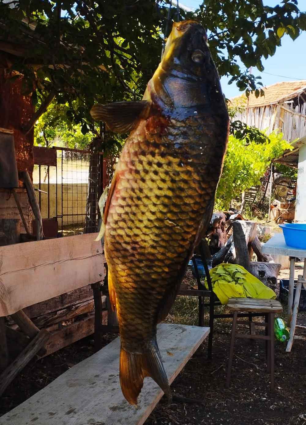 Tarlada Olusan Dogal Havuzda 5 Bucuk Kiloluk Sazan Avladi 1