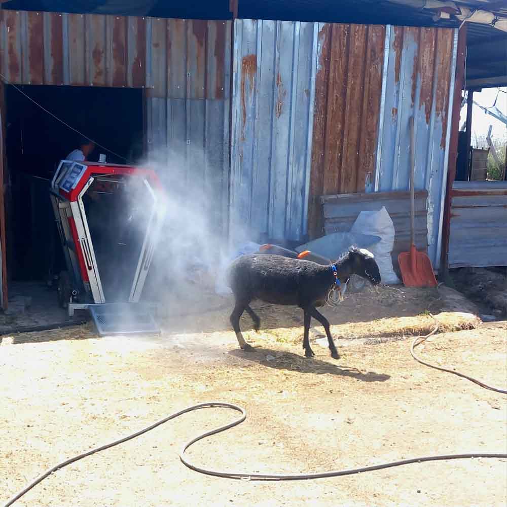 Tavas Belediyesi 21 Bin 735 Kucukbas Hayvana Parazit Bakimi Yapti 1