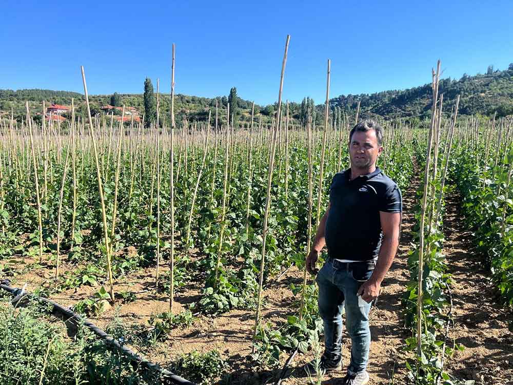 Yayla Fasulyesinde Yuksek Verim Yuzleri Guldurdu 1