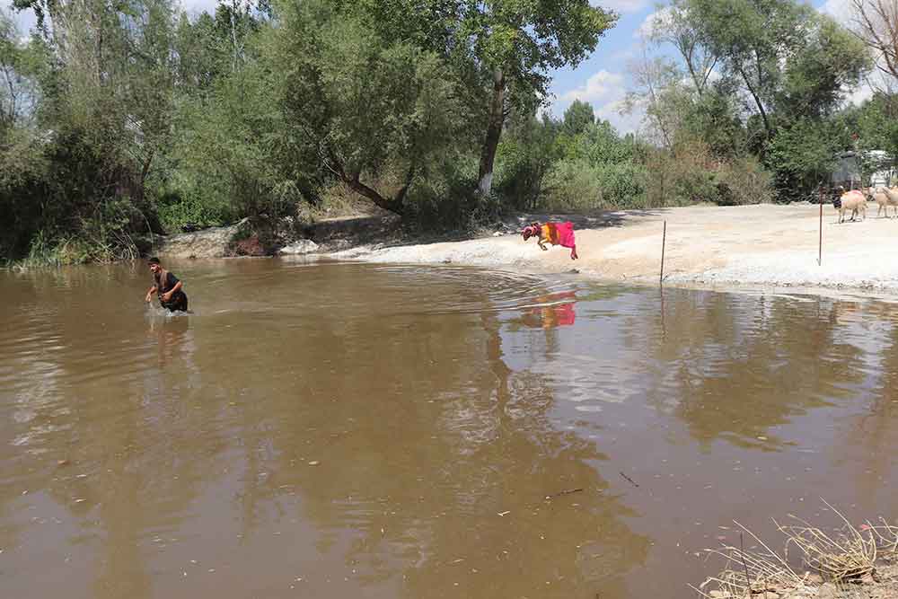 8 Asirlik Sudan Koyun Gecirme Yarislari Renkli Goruntulere Sahne Oldu 1