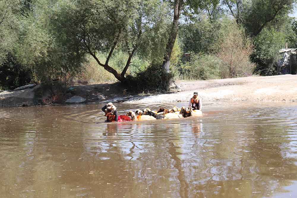 8 Asirlik Sudan Koyun Gecirme Yarislari Renkli Goruntulere Sahne Oldu 2