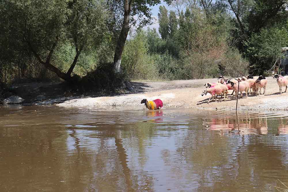 8 Asirlik Sudan Koyun Gecirme Yarislari Renkli Goruntulere Sahne Oldu 3