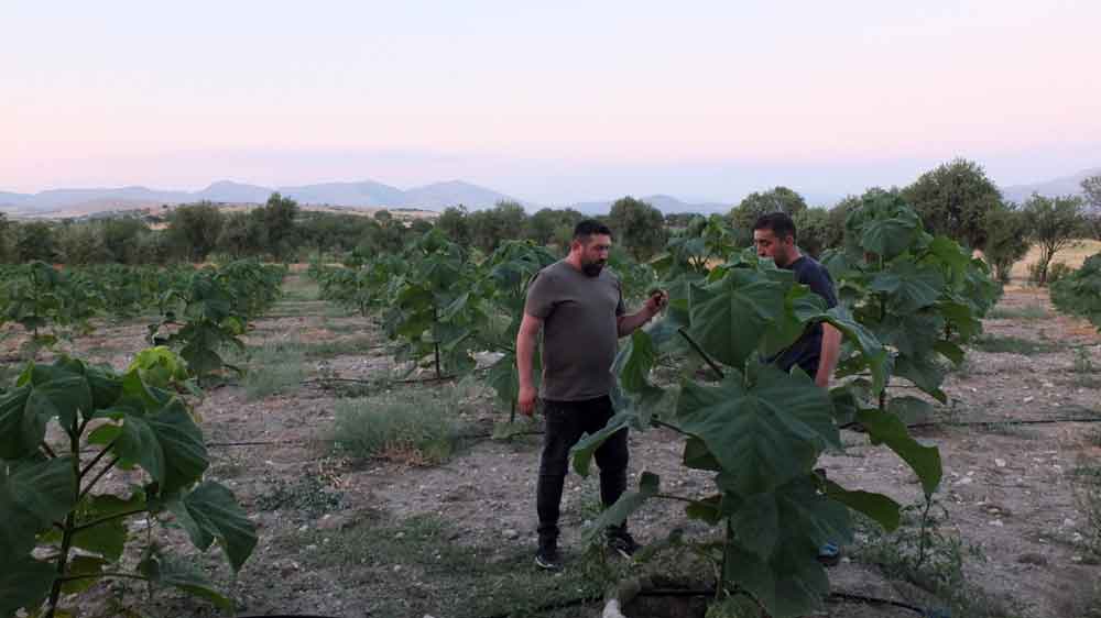 Bu Agac Bir Cok Sektore Yarayacak Pavlonya2