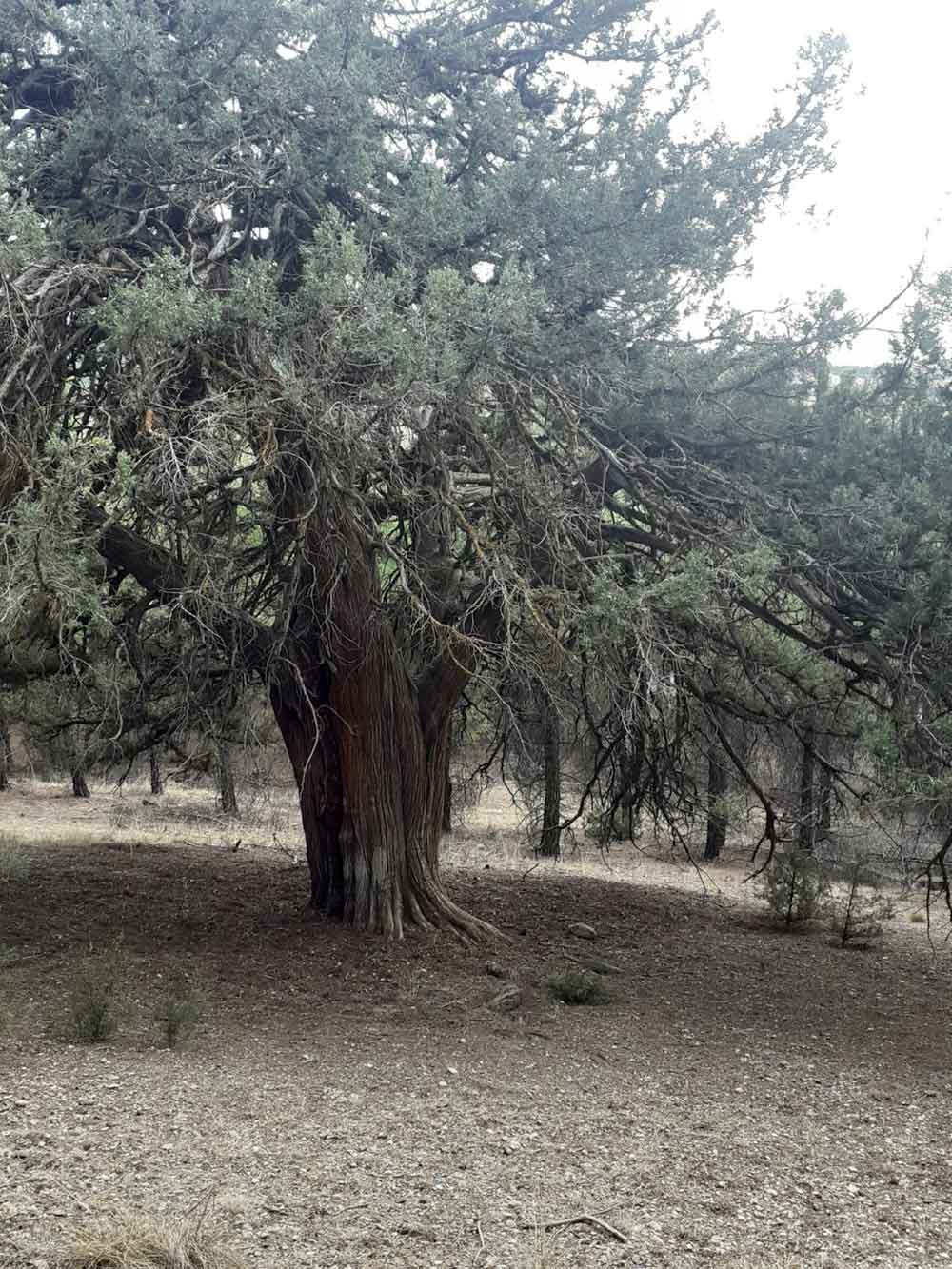 Denizlide 700 Yillik Ardic Agaci Kesfedildi 1