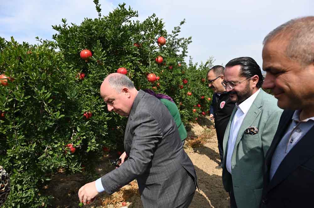 Denizli Irliganli Nar Hasadi Mehmet Ali Yilmaz