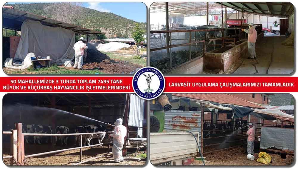 Tavas Belediyesi 7 Bin Hayvan Isletmesinde Larvasit Ilaclamasi Yapti 1