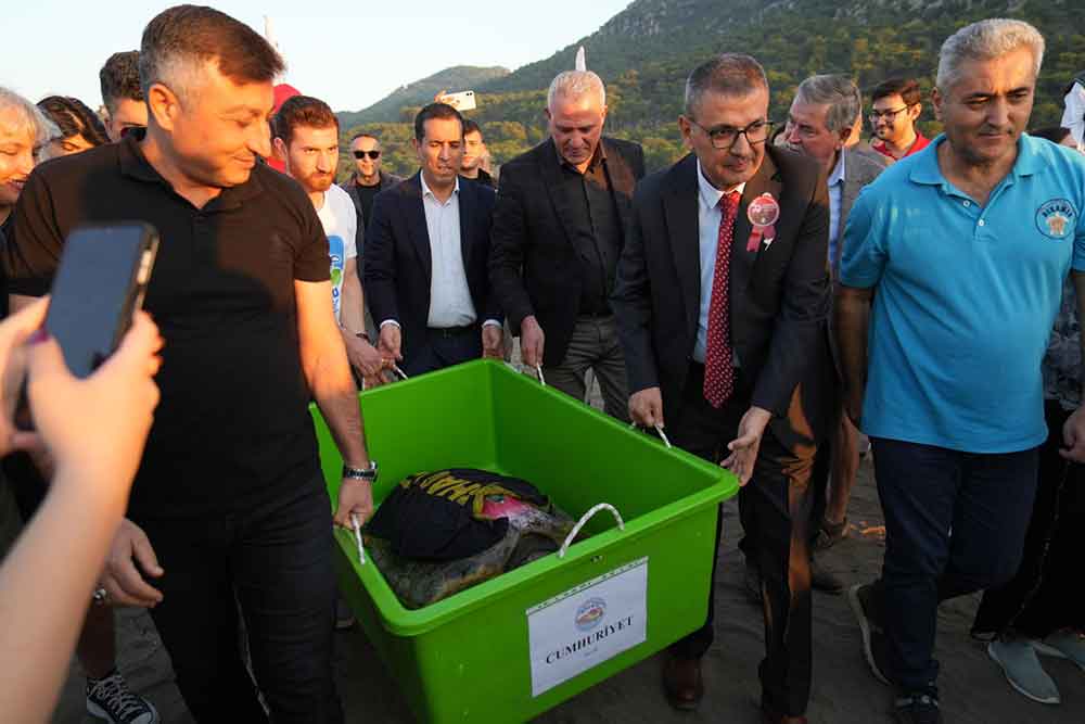 Cumhuriyet Ozgurluk Ve Sonsuzluk Adli Deniz Kaplumbagalari Mavi Sularla Bulustu