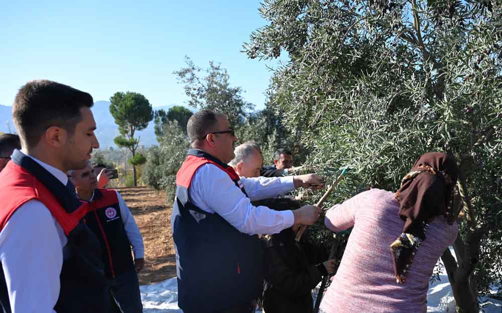 Denizli Zeytin Hasat Beyagac1