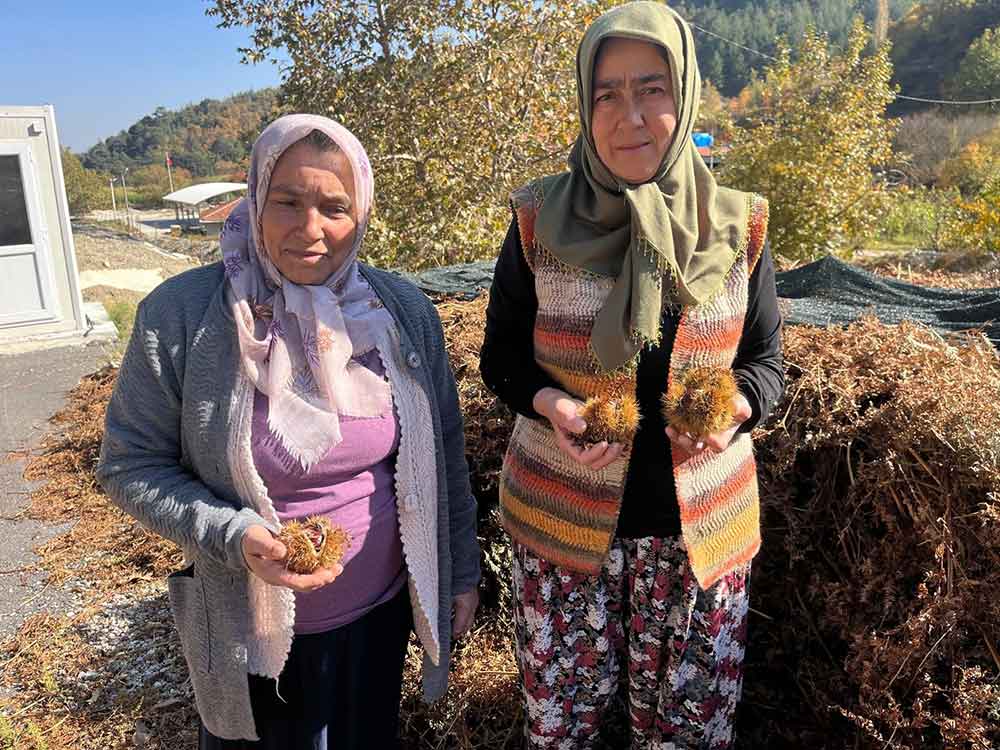 Kuyulardan Cikartilan Kestaneler Tezgahlarda Yerini Almaya Basladi 1