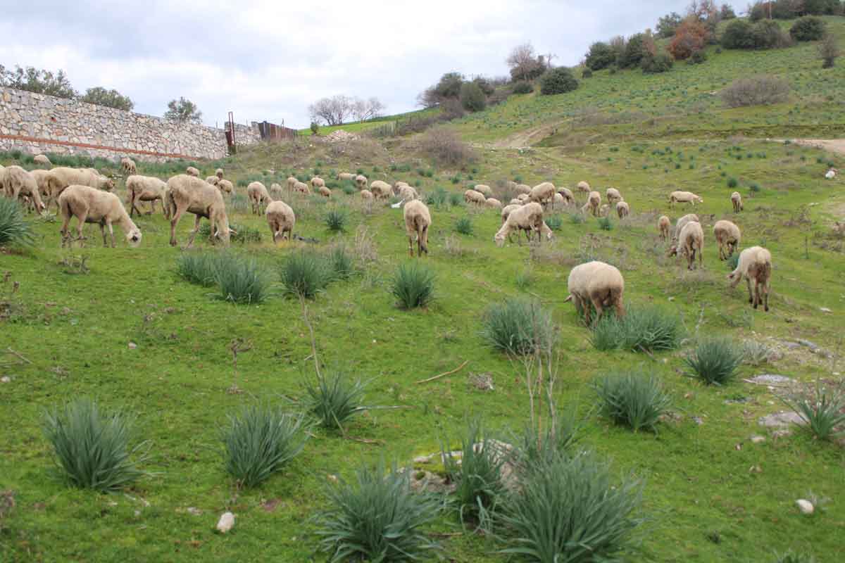 Koyun Cobanligi Musa Kocarli Aydin