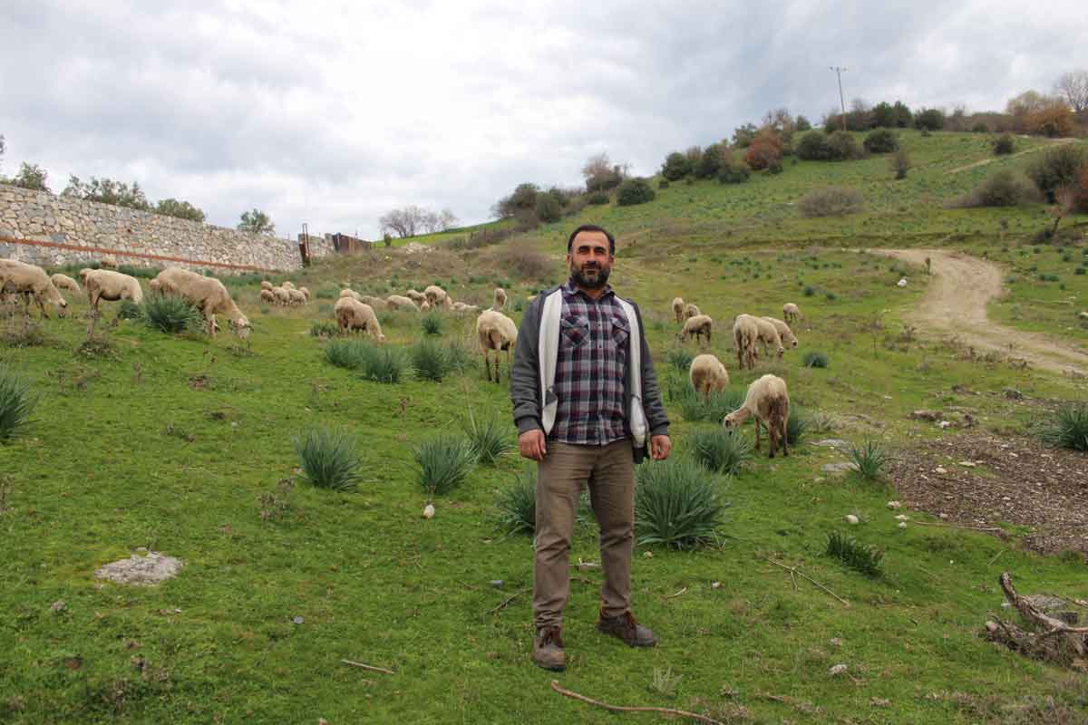 Koyun Cobanligi Musa Kocarli Aydin2