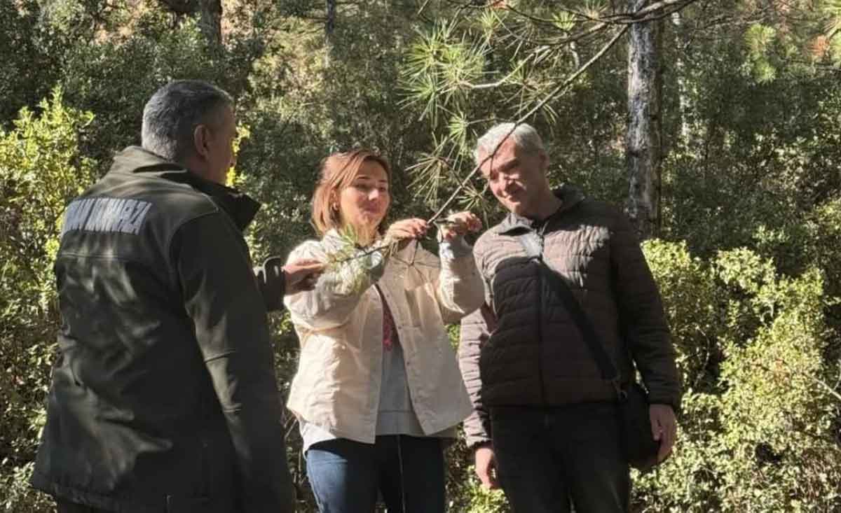 Kuruyan Karacam Agaclarinda Inceleme Yapildi 1