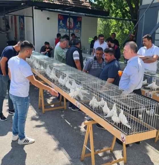 Denizli Guvercin Yarismasi Azman2