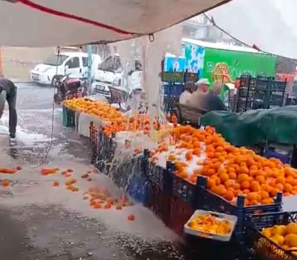 Denizli Horozu Doludan Nasibini Aldi 1
