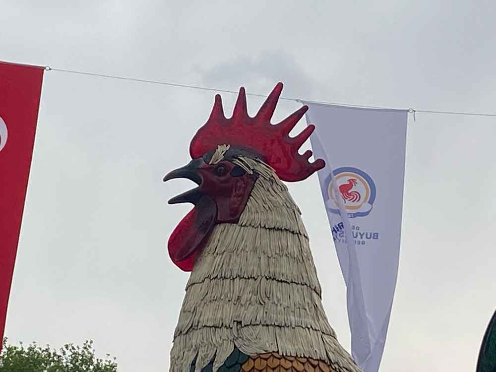 Denizli Horozu Doludan Nasibini Aldi 2