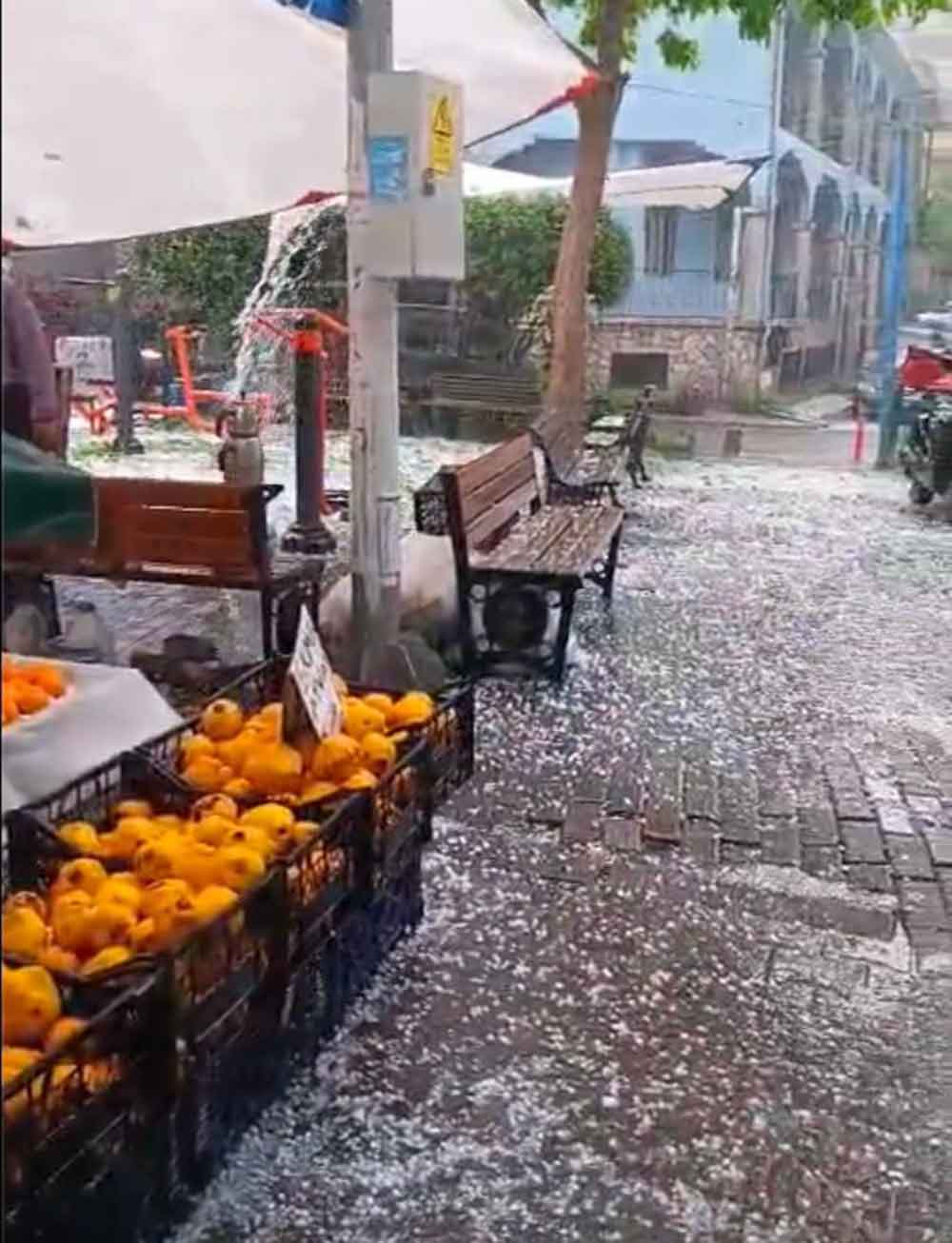 Denizli Horozu Doludan Nasibini Aldi 4