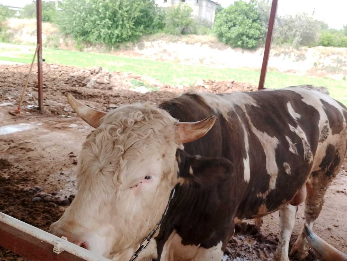 Kurban Bayrami Yaklasirken Ciftlik Sahibinden Altin Degerinde Kampanya2