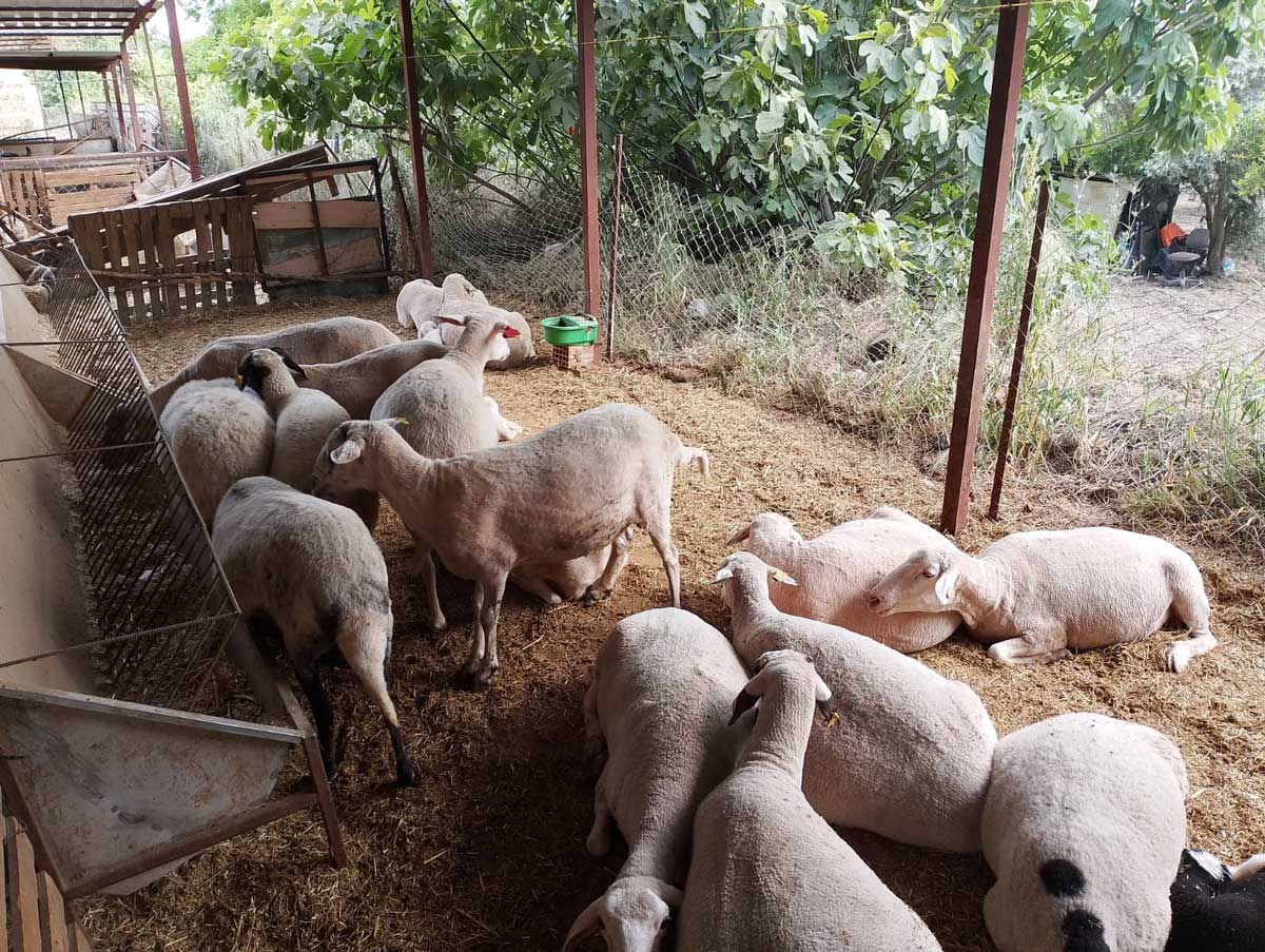 Kurban Bayrami Yaklasirken Ciftlik Sahibinden Altin Degerinde Kampanya5