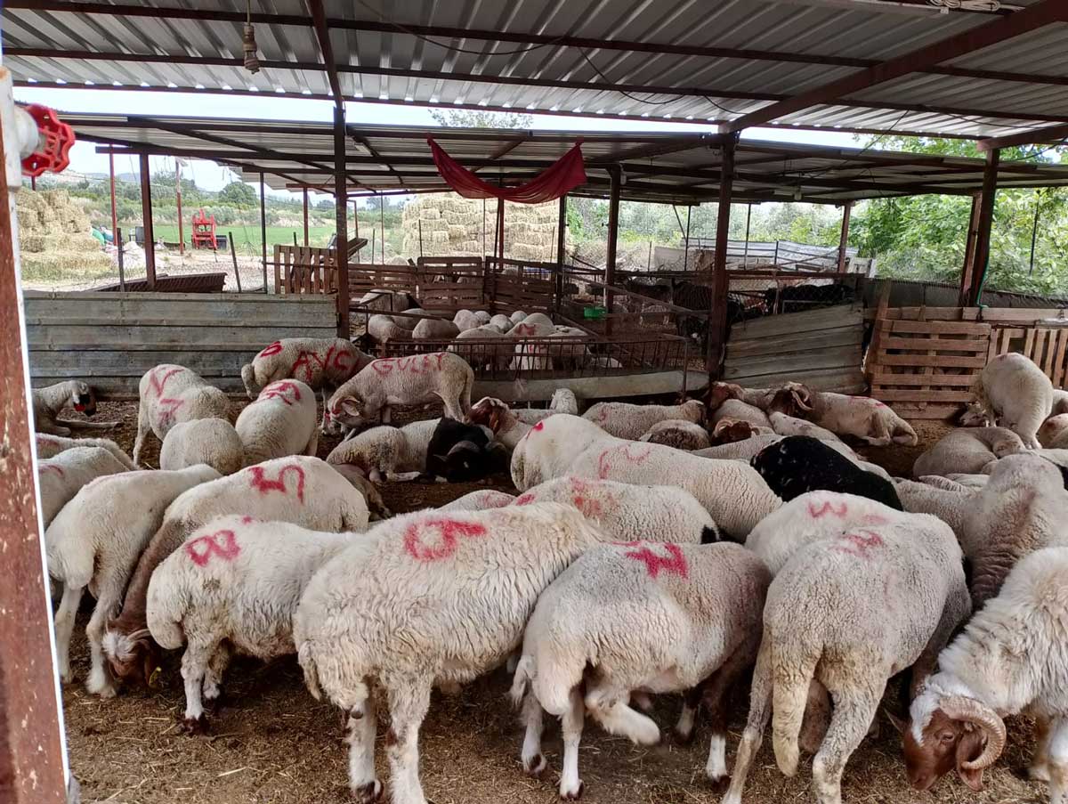 Kurban Bayrami Yaklasirken Ciftlik Sahibinden Altin Degerinde Kampanya6