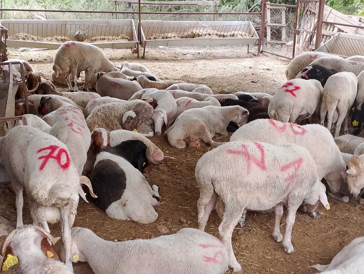 Kurban Bayrami Yaklasirken Ciftlik Sahibinden Altin Degerinde Kampanya7