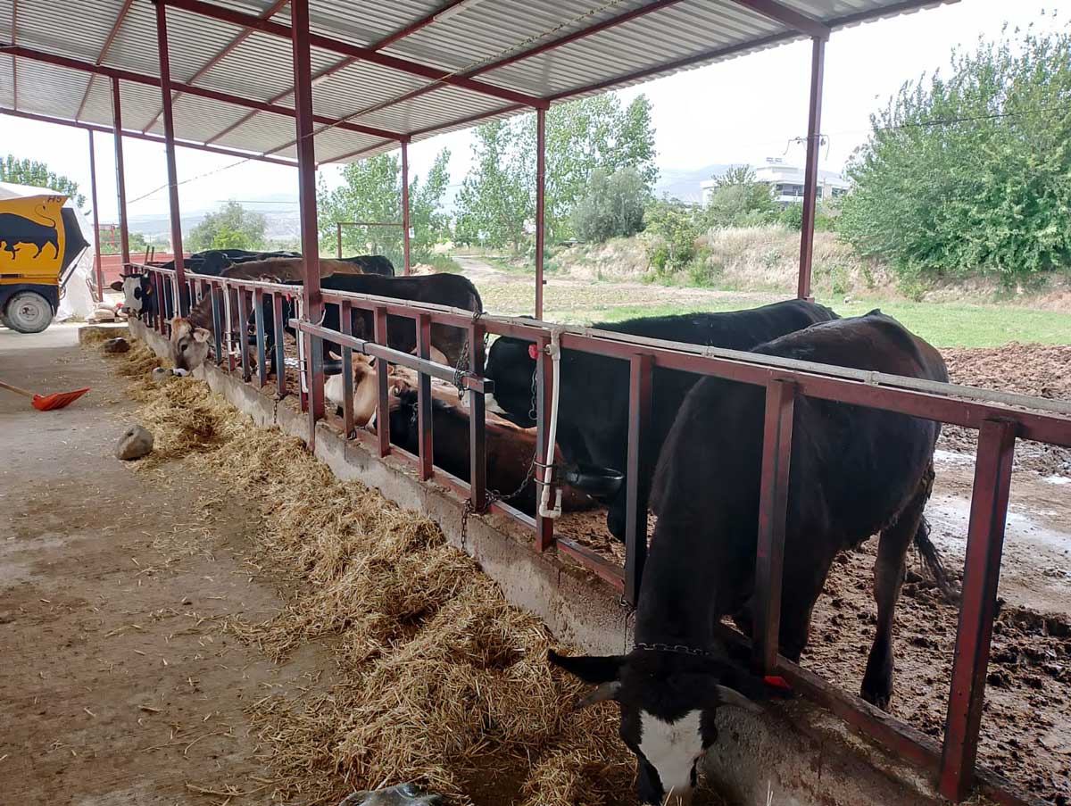 Kurban Bayrami Yaklasirken Ciftlik Sahibinden Altin Degerinde Kampanya9