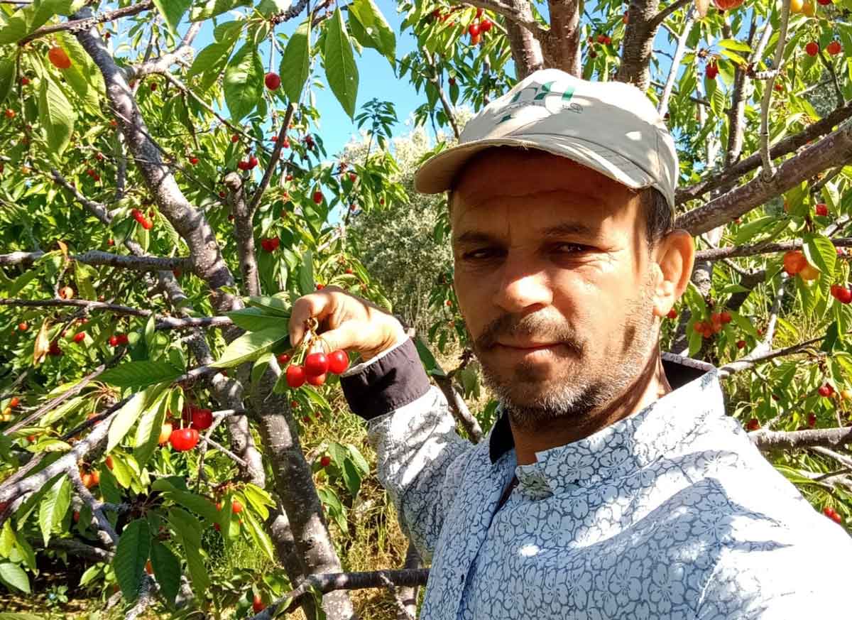 Napolyon Kirazi Honaz Denizli Manisa Fiyati1