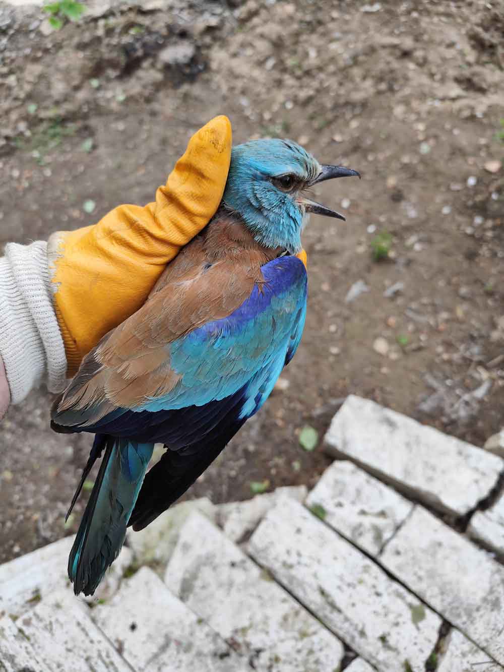 Yarali Gokkuzgunu Belgraddan Denizliye Uctu