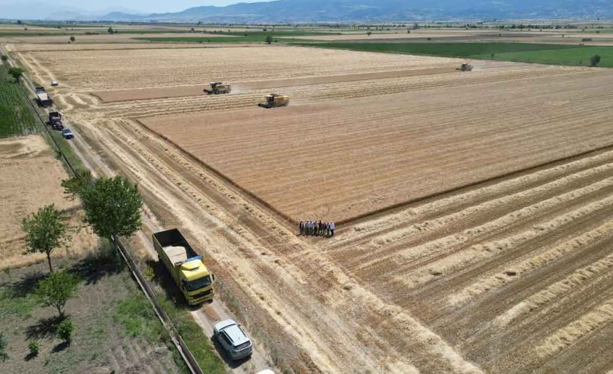 Denizlide Sari Altin Hasadi Yapildi 1