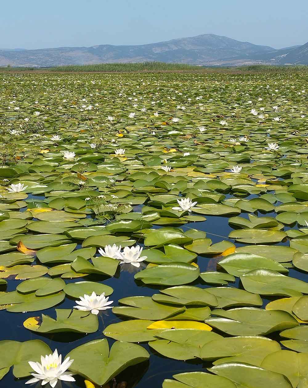 Niluferlerin Gorsel Soleni Yerli Ve Yabanci Turistlerin Ilgi Odagi Oldu 2
