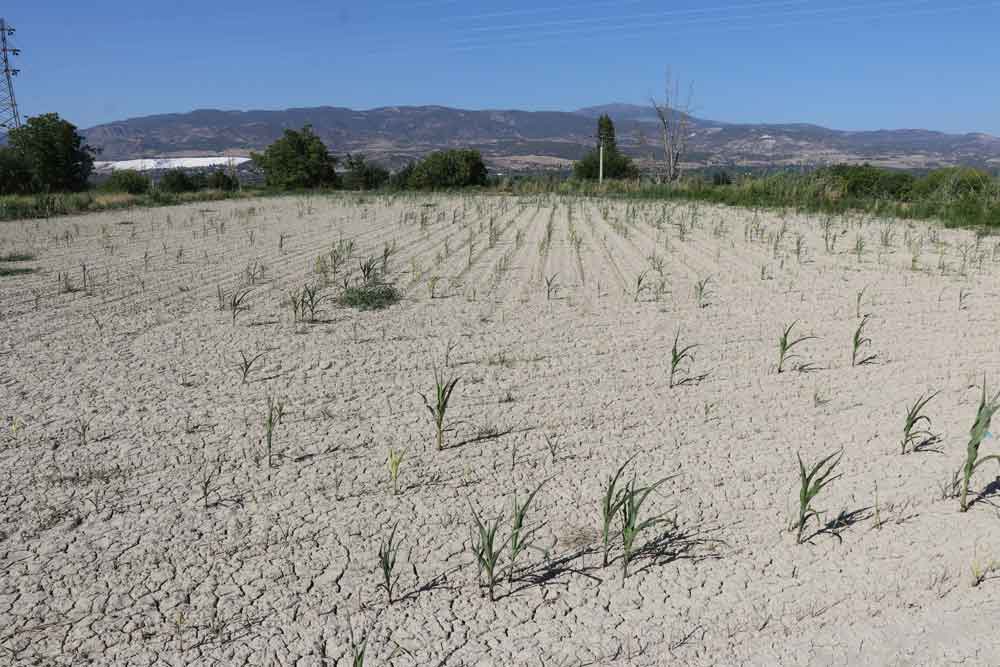 Pamukkale Ovasinda Ciftcinin Urunu Kurudu Denizli4