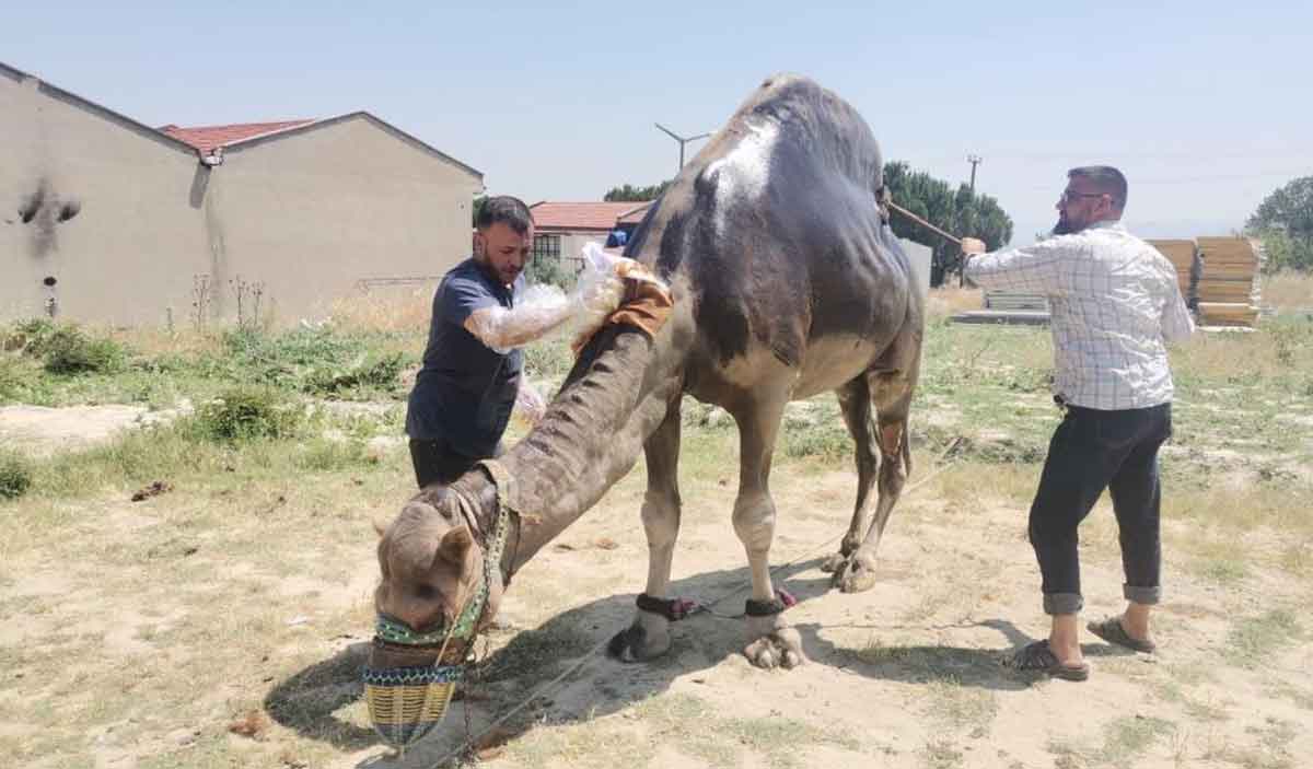 Sampiyon Deve Yaza Hazirlaniyor