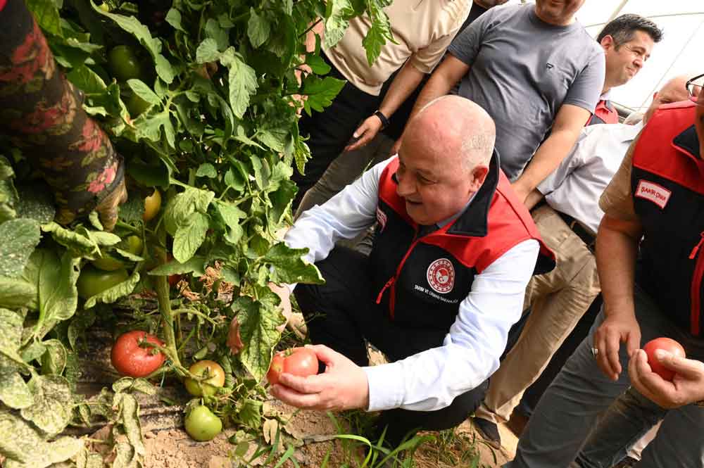 Denizli Acipayam Seracilik Domates Biber Vali Coskun2