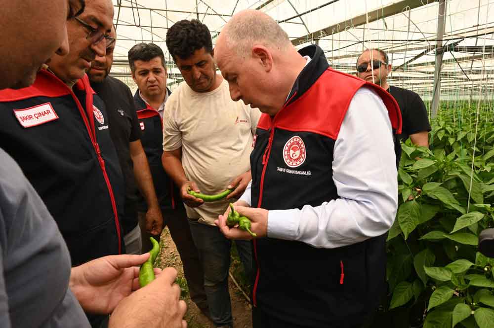Denizli Acipayam Seracilik Domates Biber Vali Coskun4