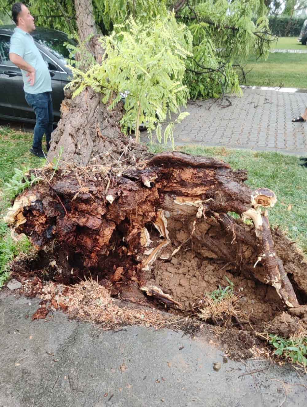 Denizlide Firtina 15 Metrelik Agaci Devirdi 1