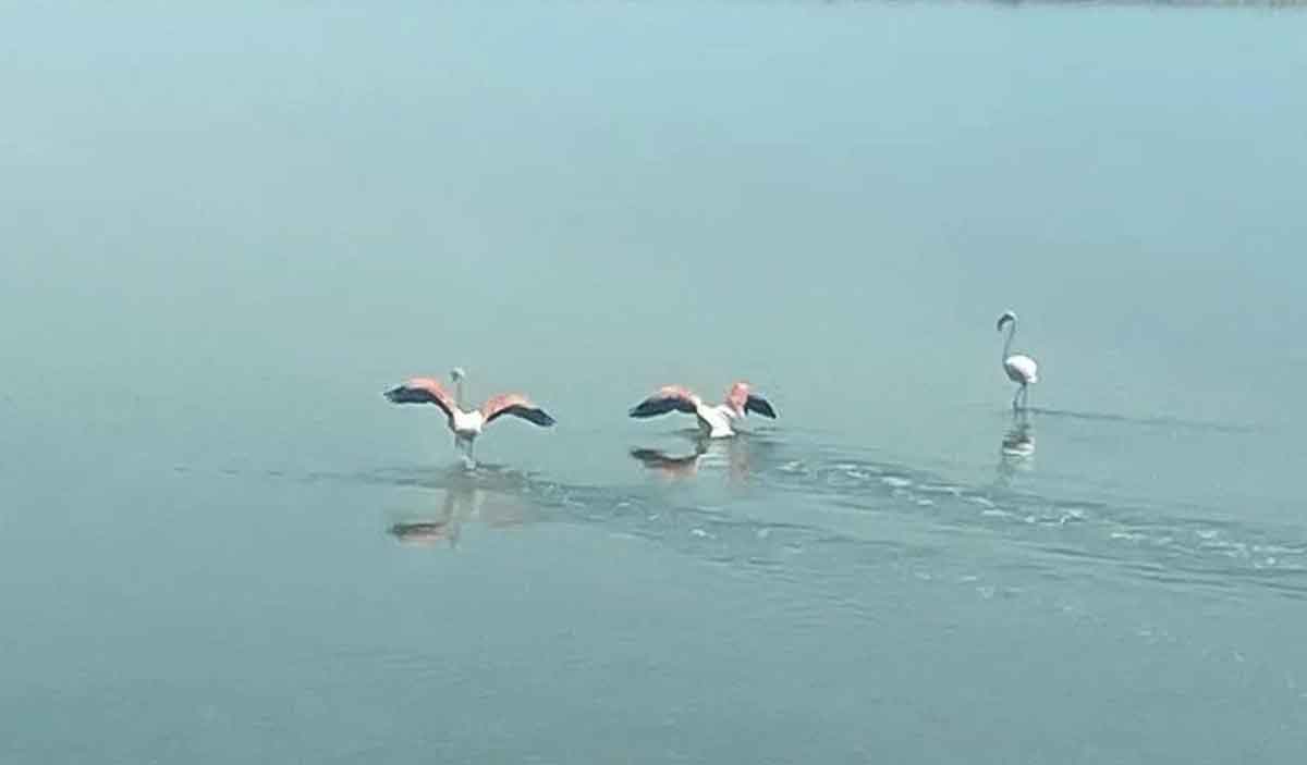Flamingolarin Zorlu Gocu Tamamlandi