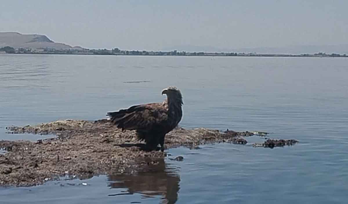 Isikli Golu Avrupa Kitasinin En Buyuk Kusunu Ev Sahipligi Yapiyor 1