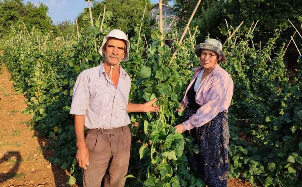 Meshur Cameli Sirik Fasulyesinde Hasat Zamani