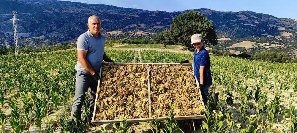 Buldanda Kekik Ve Tutun Ureticilerinin Yuzu Guluyor 1