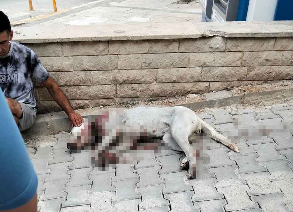 Cal Ismailler Hamile Kopek Tufekle Saltiri Denizli1