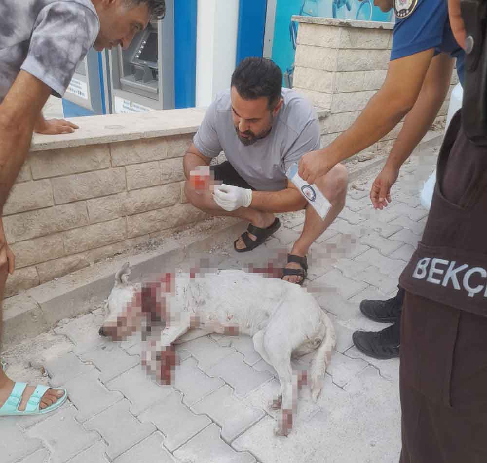 Cal Ismailler Hamile Kopek Tufekle Saltiri Denizli2