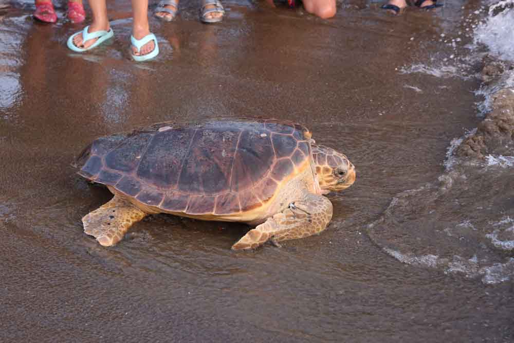 Caretta Caretta Mavi Yolculuk Dekamer Yakup Kaska3