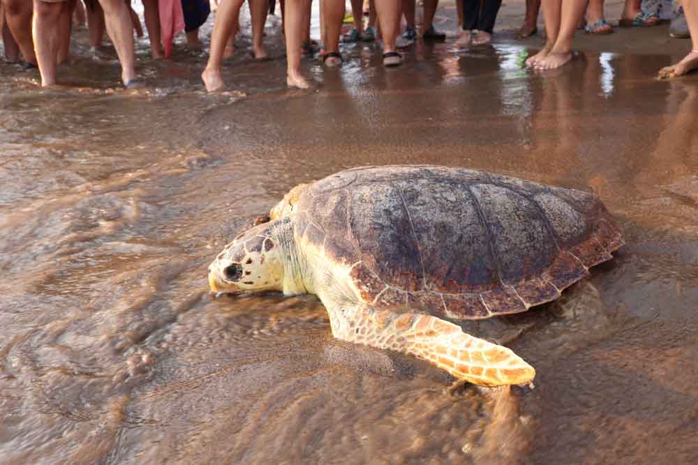 Caretta Caretta Mavi Yolculuk Dekamer Yakup Kaska6