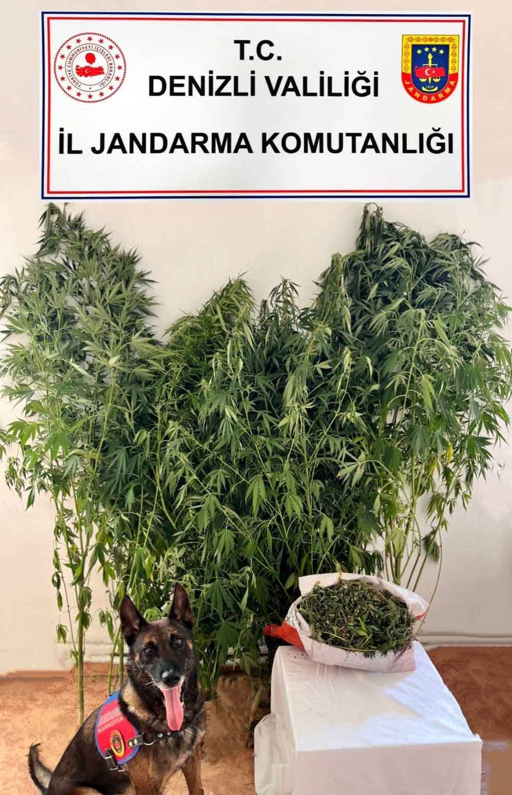 Denizli Civril Uyusturucu Kenevir Esrar Operasyonu1
