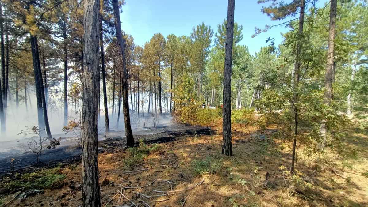 Denizli Honaz Orman Yangini1