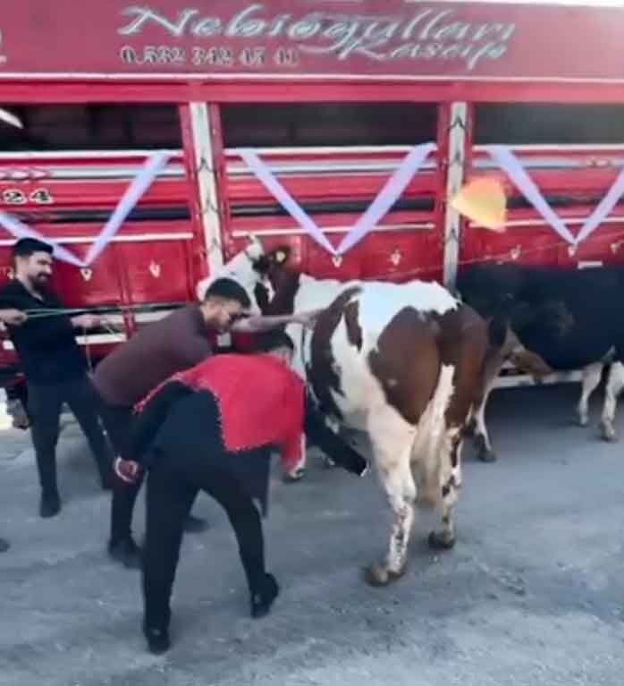 Denizli Tavas Horosanli Damada Inek Sagdirdilar 1