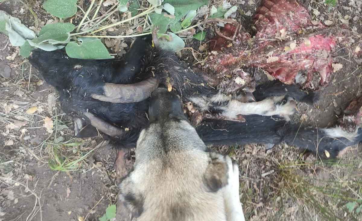 Denizlide Kurt Saldirisi 1