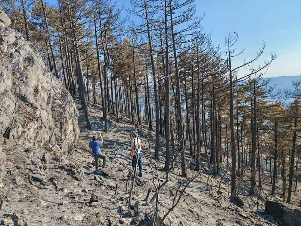 Denizlide Yanan Bolgede Agaclandirma Calismalarina Baslandi 1