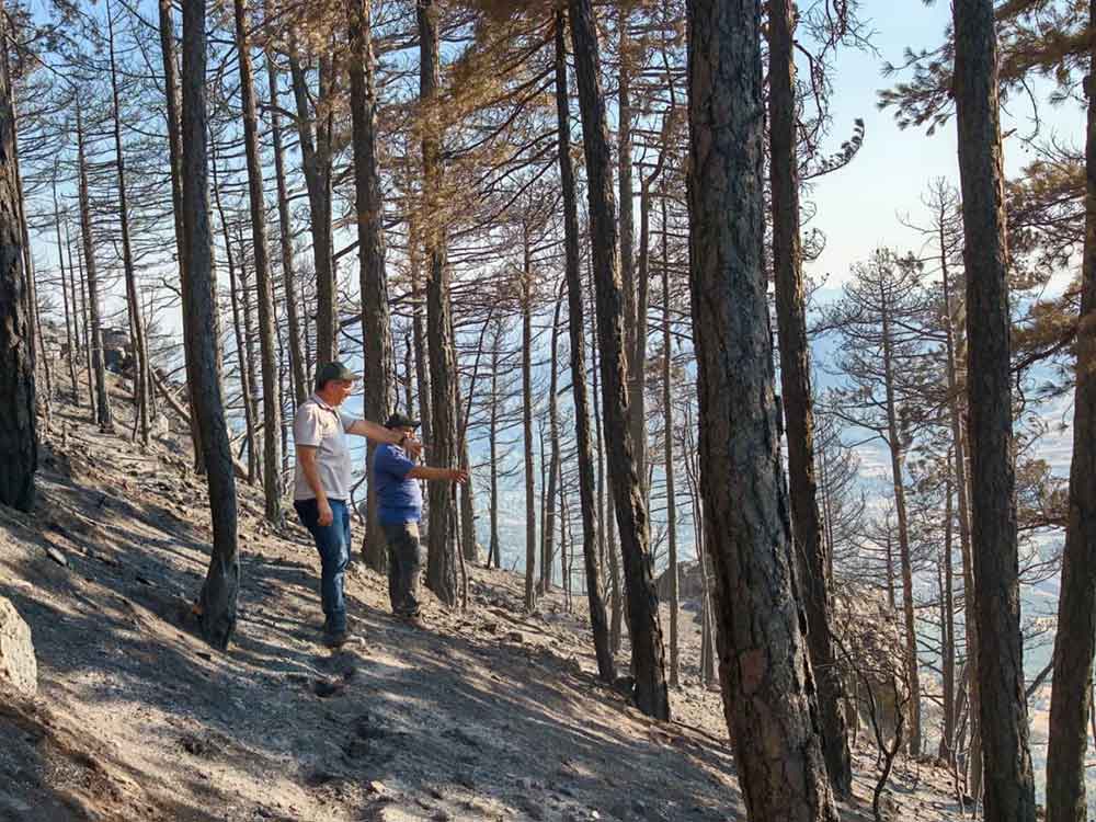 Denizlide Yanan Bolgede Agaclandirma Calismalarina Baslandi 2