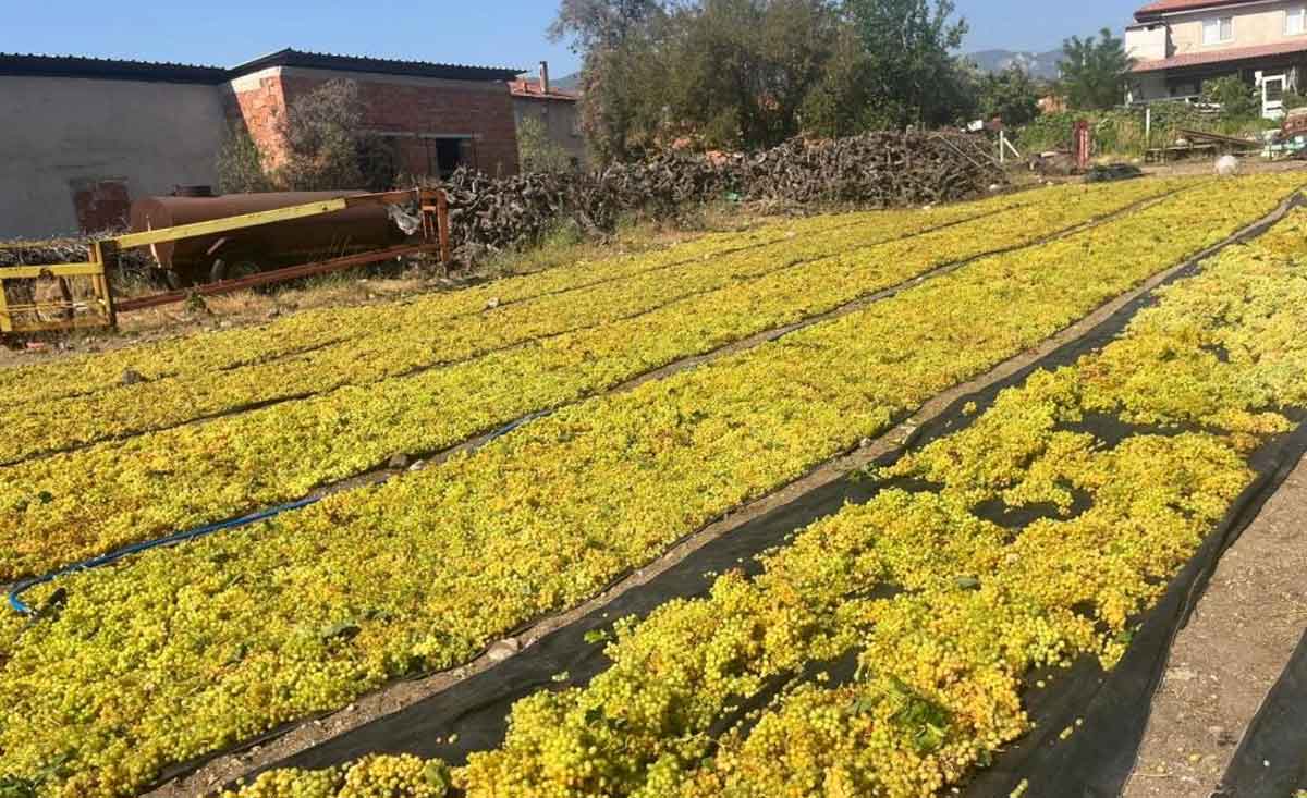 Uzumde Fiyat Belirsizligi Hem Ureticiyi Hem De Calisanlari Tedirgin Ediyor 1